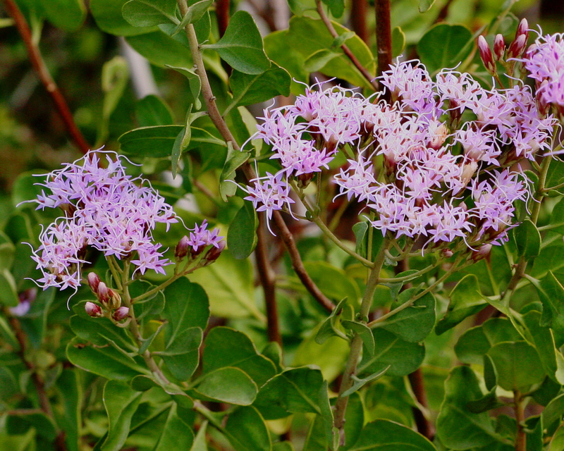 Garberia heterophylla in Seminole State Forest, Lake County, FL.